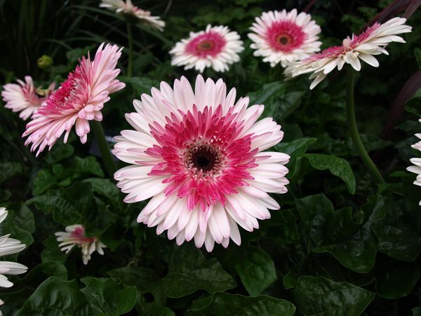 雏菊